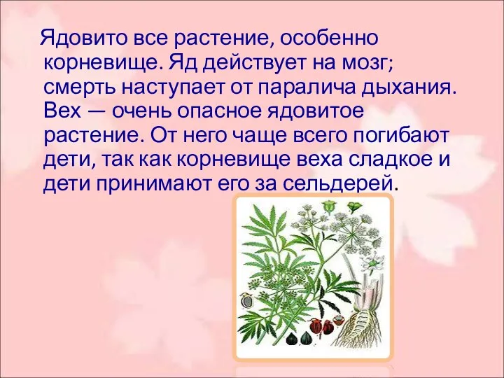 Ядовито все растение, особенно корневище. Яд действует на мозг; смерть