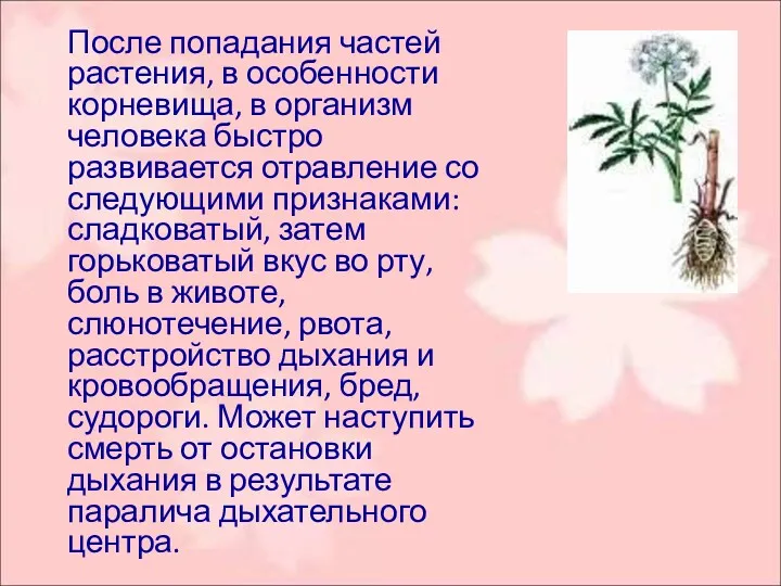 После попадания частей растения, в особенности корневища, в организм человека