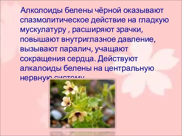 Алколоиды белены чёрной оказывают спазмолитическое действие на гладкую мускулатуру ,