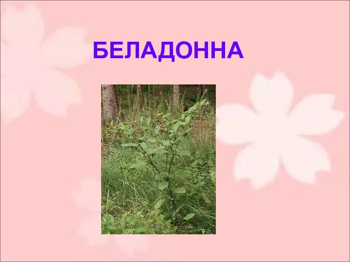 БЕЛАДОННА