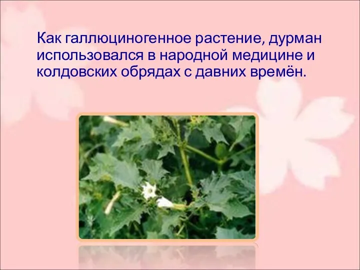 Как галлюциногенное растение, дурман использовался в народной медицине и колдовских обрядах с давних времён.