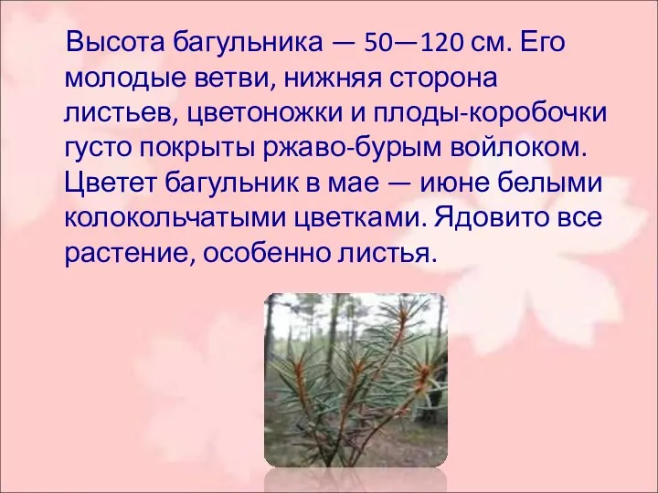 Высота багульника — 50—120 см. Его молодые ветви, нижняя сторона