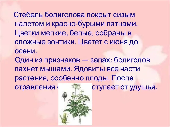 Стебель болиголова покрыт сизым налетом и красно-бурыми пятнами. Цветки мелкие,