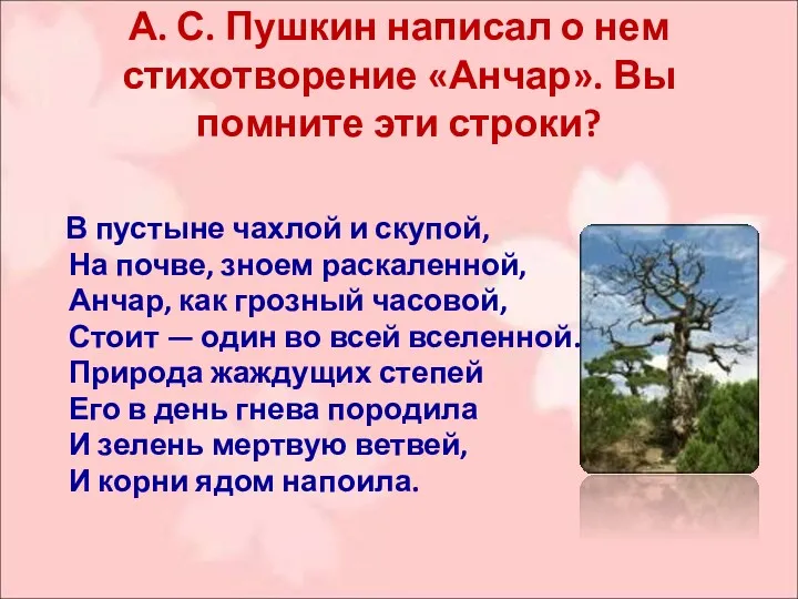 А. С. Пушкин написал о нем стихотворение «Анчар». Вы помните