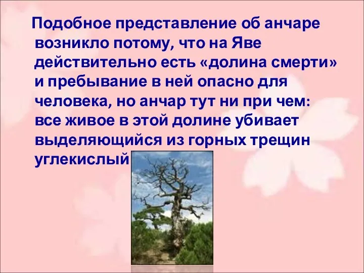 Подобное представление об анчаре возникло потому, что на Яве действительно