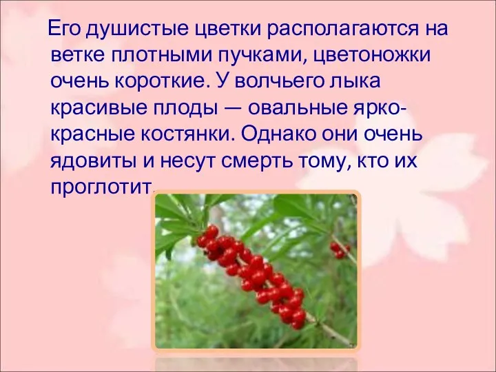 Его душистые цветки располагаются на ветке плотными пучками, цветоножки очень