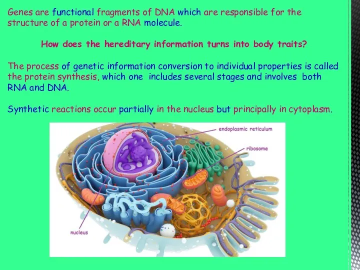 Genes are functional fragments of DNA which are responsible for