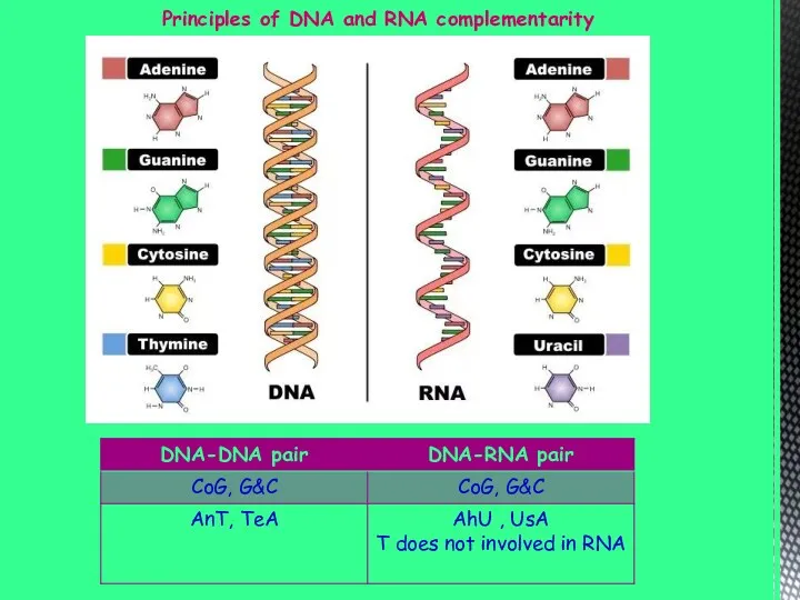 Principles of DNA and RNA complementarity