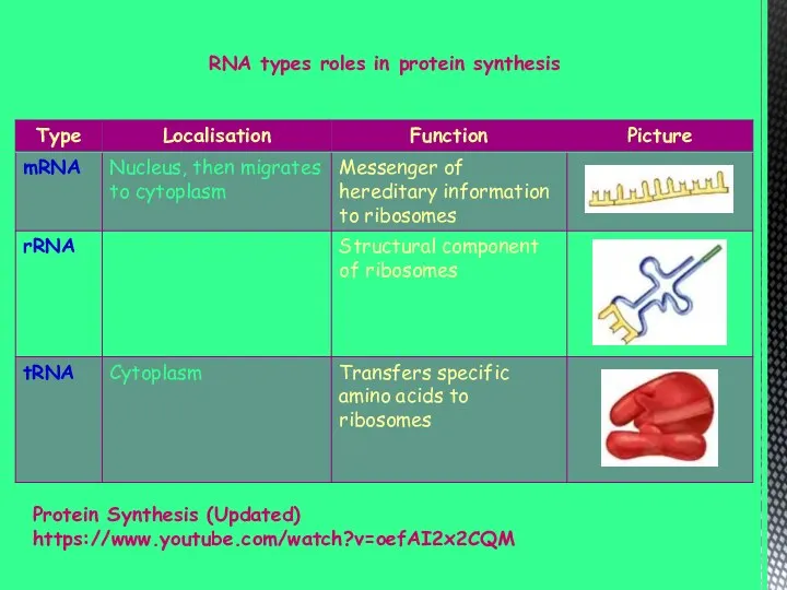 RNA types roles in protein synthesis Protein Synthesis (Updated) https://www.youtube.com/watch?v=oefAI2x2CQM