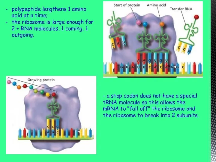 polypeptide lengthens 1 amino acid at a time; the ribosome