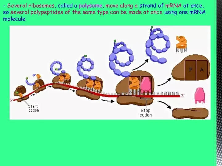 - Several ribosomes, called a polysome, move along a strand