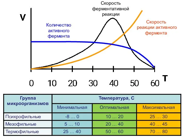 Количество активного фермента Скорость ферментативной реакции Скорость реакции активного фермента