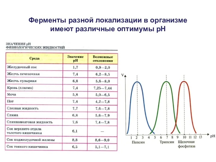 Ферменты разной локализации в организме имеют различные оптимумы рН