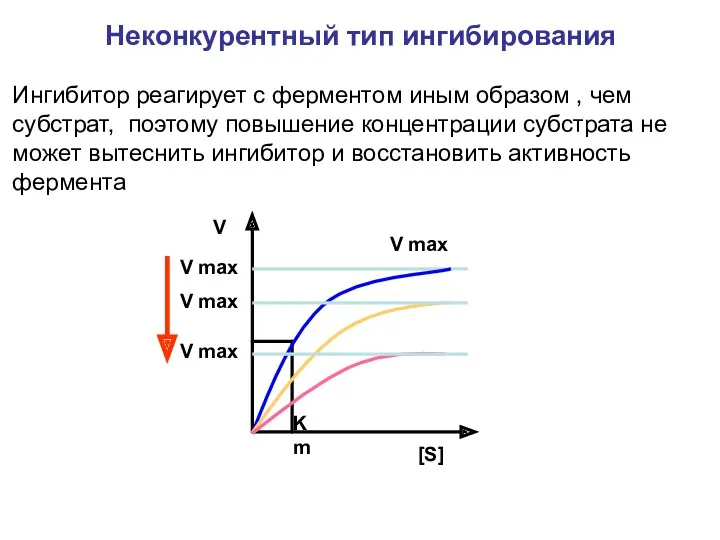 Ингибитор реагирует с ферментом иным образом , чем субстрат, поэтому