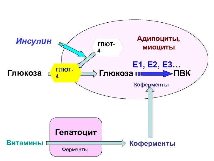 Гепатоцит Глюкоза Коферменты Витамины Адипоциты, миоциты Глюкоза ГЛЮТ-4 Инсулин Ферменты ГЛЮТ-4 ПВК Коферменты E1, Е2, Е3…