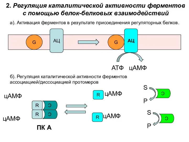 2. Регуляция каталитической активности ферментов с помощью белок-белковых взаимодействий а).