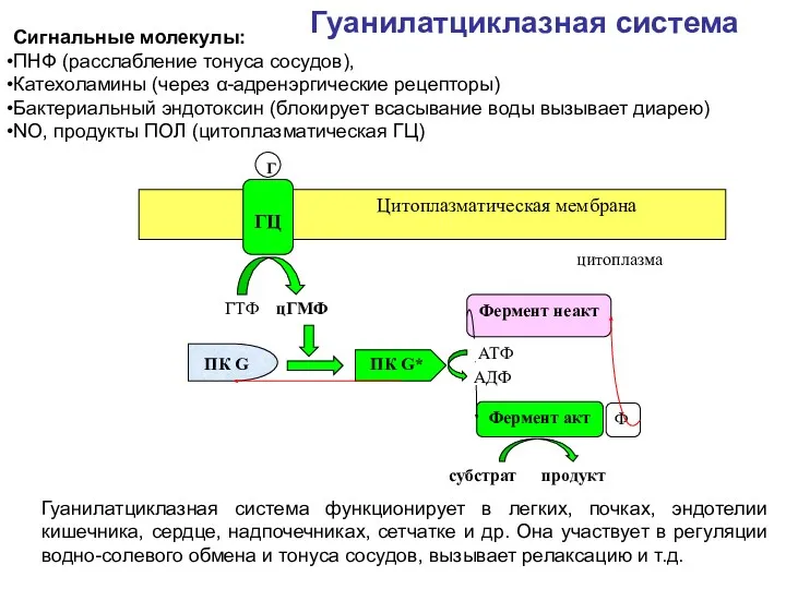 Гуанилатциклазная система Сигнальные молекулы: ПНФ (расслабление тонуса сосудов), Катехоламины (через