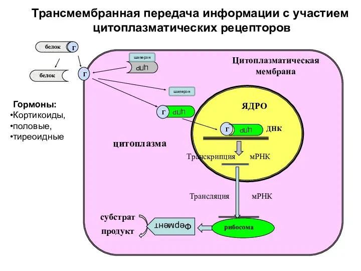 Г белок белок Транскрипция мРНК ДНК Трансляция мРНК ЯДРО Цитоплазматическая