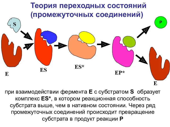 S E ES при взаимодействии фермента E с субстратом S