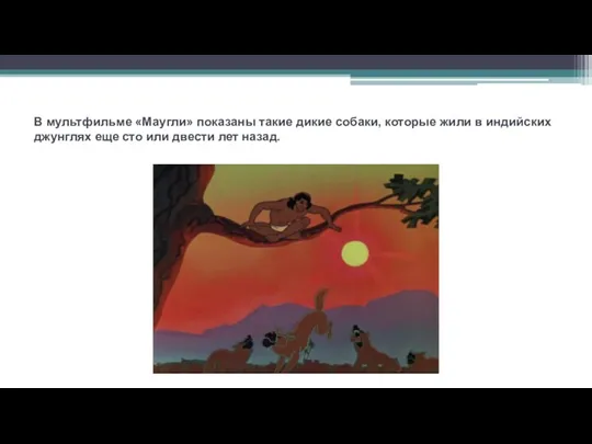 В мультфильме «Маугли» показаны такие дикие собаки, которые жили в индийских джунглях еще