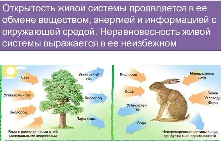 Открытость живой системы проявляется в ее обмене веществом, энергией и