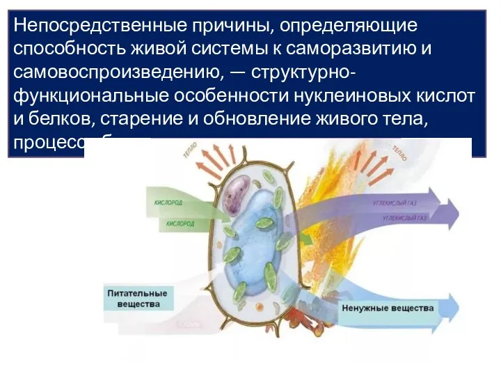 Непосредственные причины, определяющие способность живой системы к саморазвитию и самовоспроизведению,