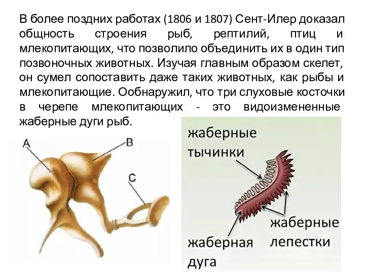 В более поздних работах (1806 и 1807) Сент-Илер доказал общность