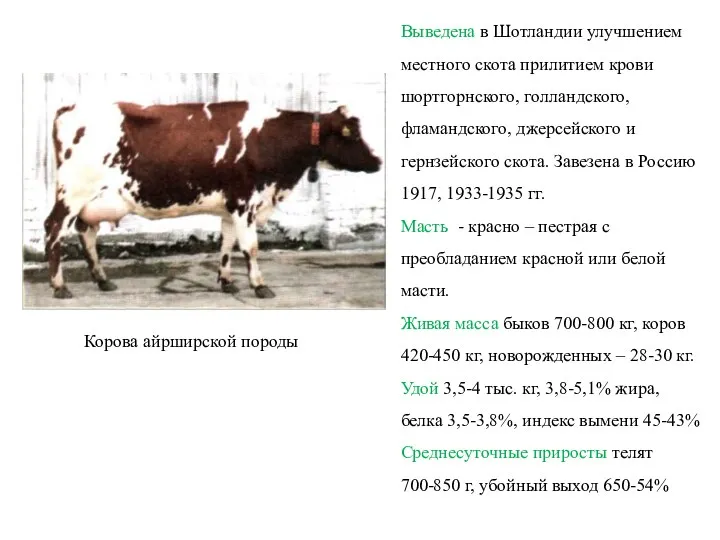 Корова айрширской породы Выведена в Шотландии улучшением местного скота прилитием