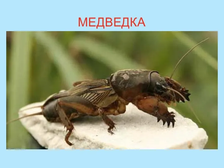 МЕДВЕДКА