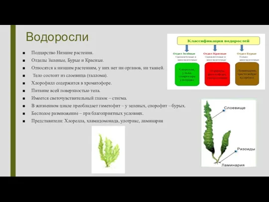 Водоросли Подцарство Низшие растения. Отделы Зеленые, Бурые и Красные. Относятся