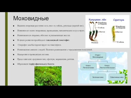 Моховидные Высшие споровые растения: есть лист и стебель, ризоиды (корней нет). Появляются ткани: