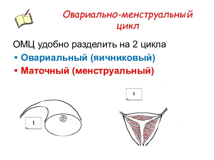 Овариально-менструальный цикл ОМЦ удобно разделить на 2 цикла Овариальный (яичниковый) Маточный (менструальный)