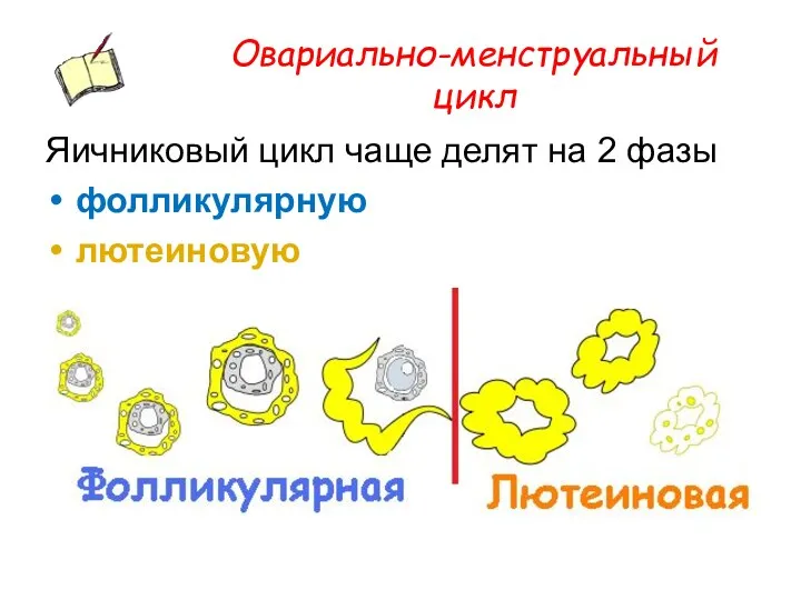 Овариально-менструальный цикл Яичниковый цикл чаще делят на 2 фазы фолликулярную лютеиновую