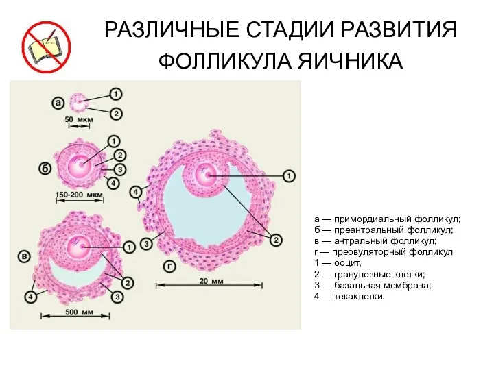 РАЗЛИЧНЫЕ СТАДИИ РАЗВИТИЯ ФОЛЛИКУЛА ЯИЧНИКА а — примордиальный фолликул; б