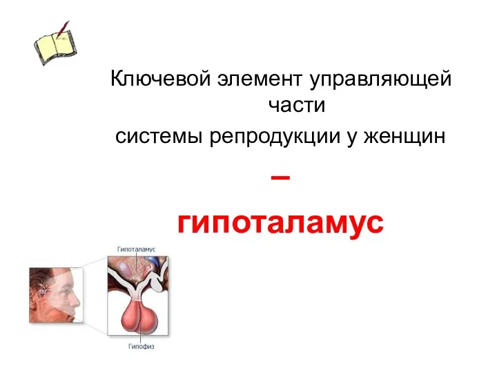 Ключевой элемент управляющей части системы репродукции у женщин – гипоталамус