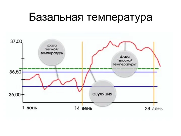 Базальная температура