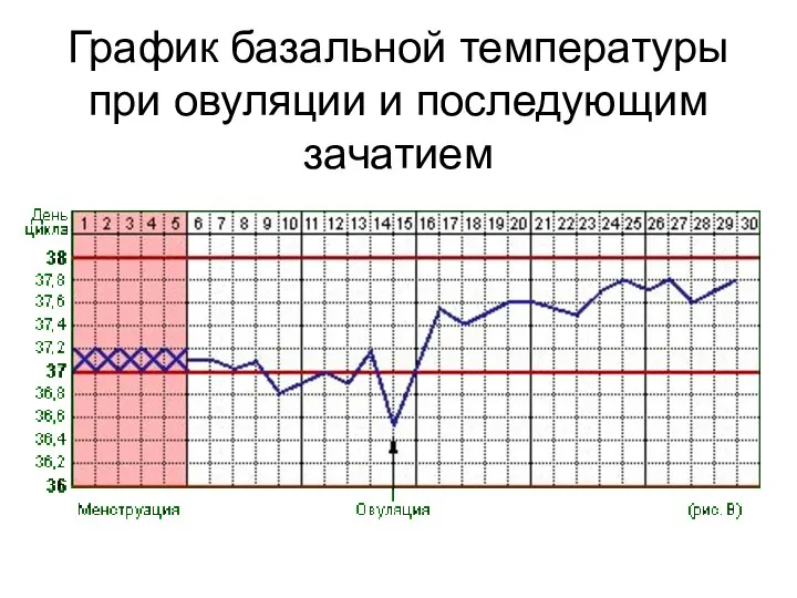 График базальной температуры при овуляции и последующим зачатием