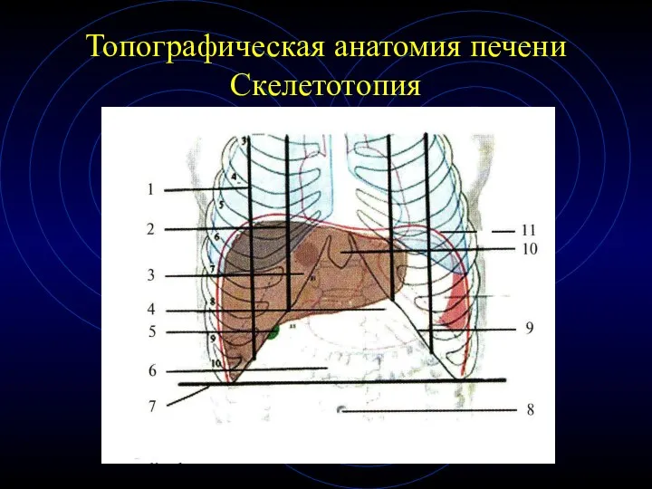 Топографическая анатомия печени Скелетотопия
