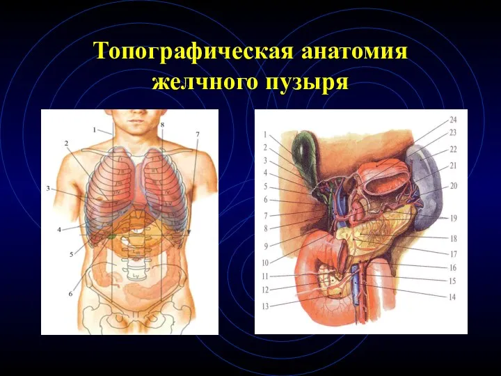 Топографическая анатомия желчного пузыря