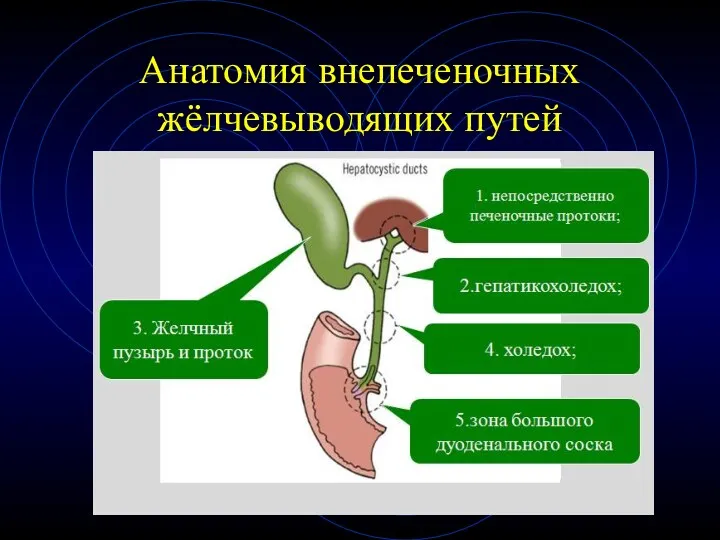 Анатомия внепеченочных жёлчевыводящих путей