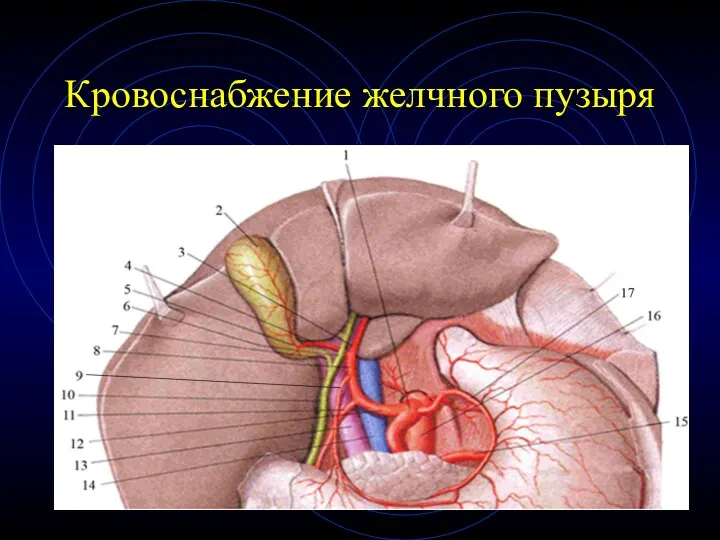 Кровоснабжение желчного пузыря