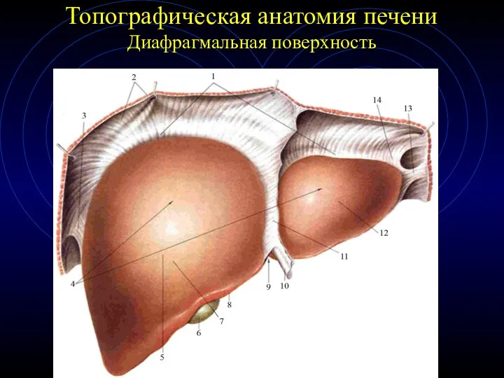 Топографическая анатомия печени Диафрагмальная поверхность