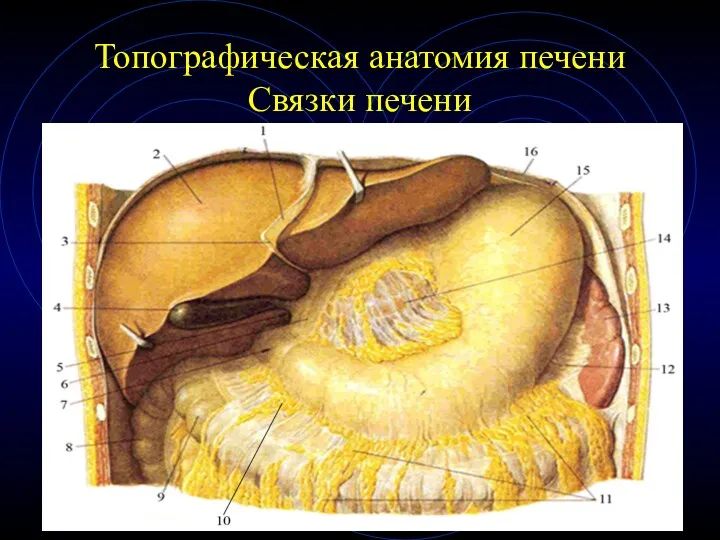 Топографическая анатомия печени Связки печени
