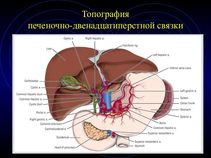 Топография печеночно-двенадцатиперстной связки