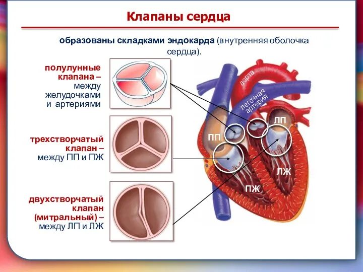 Клапан —, образованная складками его внутренней оболочки, обеспечивает однонаправленный ток