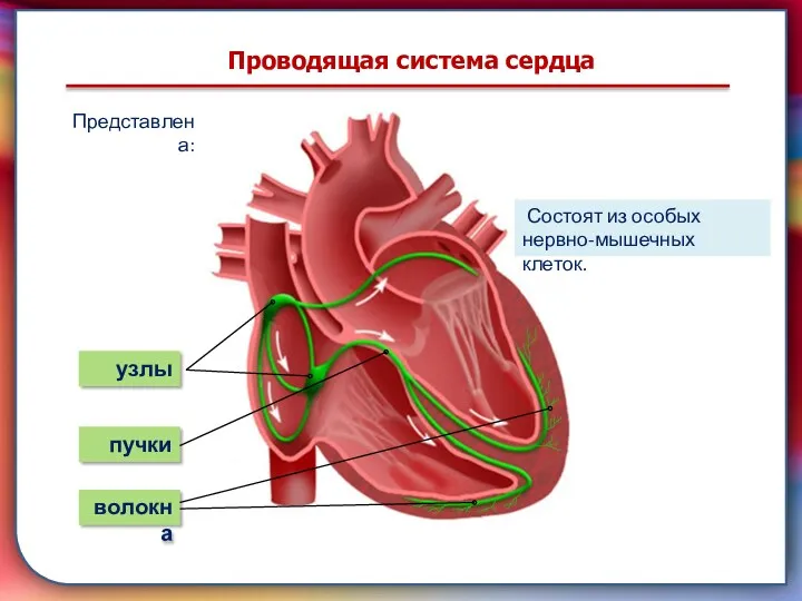 Клапан —, образованная складками его внутренней оболочки, обеспечивает однонаправленный ток