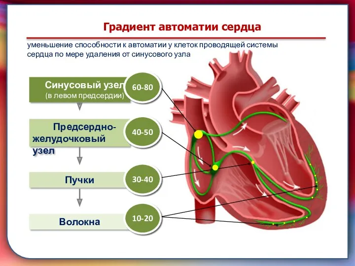 Клапан —, образованная складками его внутренней оболочки, обеспечивает однонаправленный ток