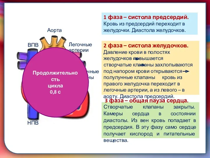 Клапан —, образованная складками его внутренней оболочки, обеспечивает однонаправленный ток