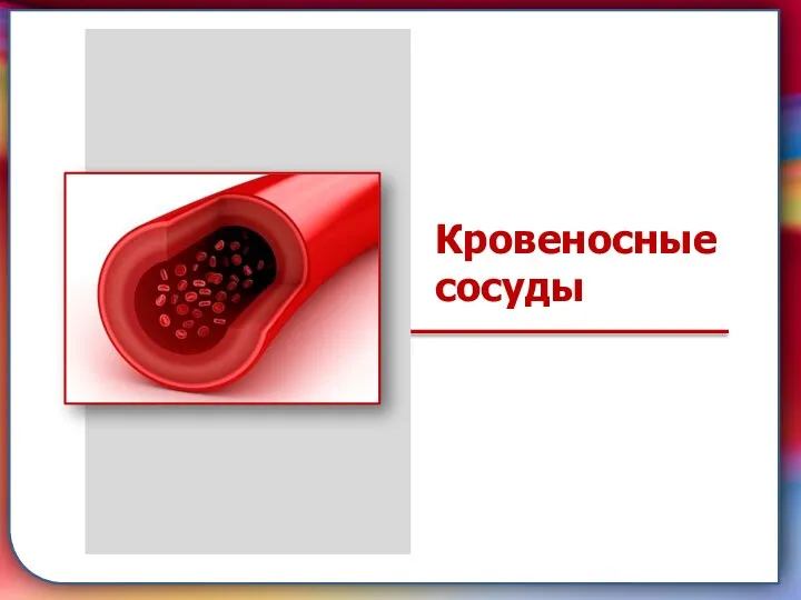 Клапан —, образованная складками его внутренней оболочки, обеспечивает однонаправленный ток