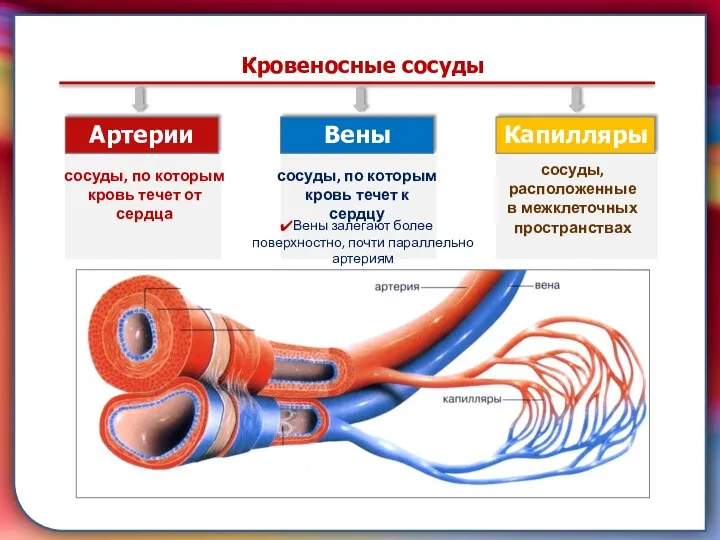 Клапан —, образованная складками его внутренней оболочки, обеспечивает однонаправленный ток